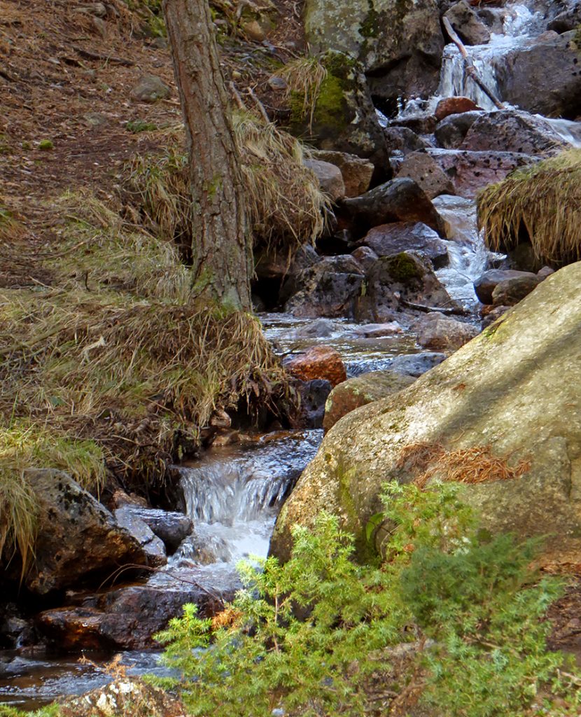 Wee stream passing what I learned was a Juniper bush. They're kinda like a slimmed down more fragile gorse