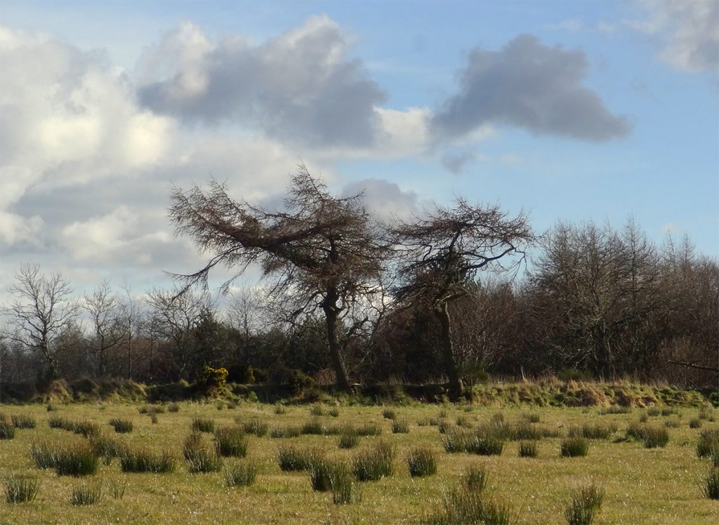 Like a savannah up in these fields near Sheddocksley