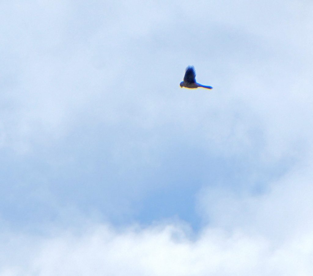 Kestrel making use of a brief spell between sleet showers to do it's hovering thing