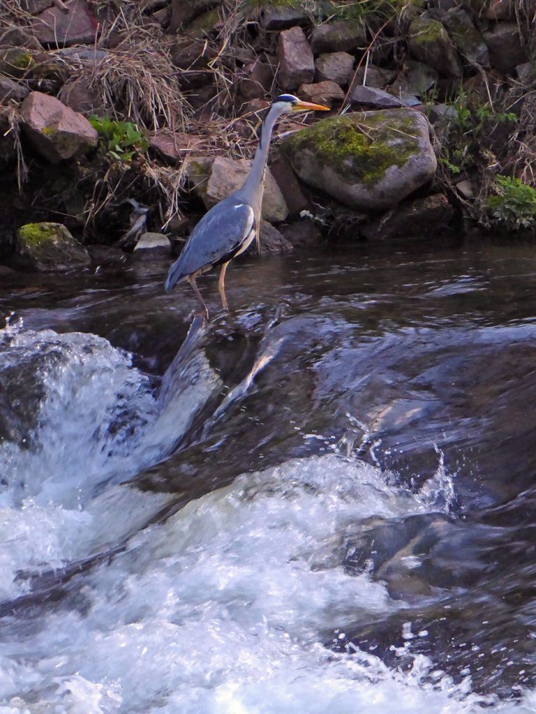 Wading