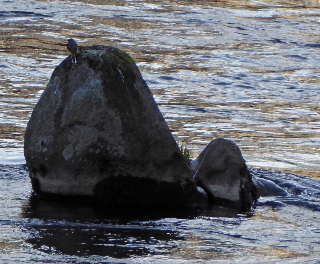 Dipper's perch on The Don