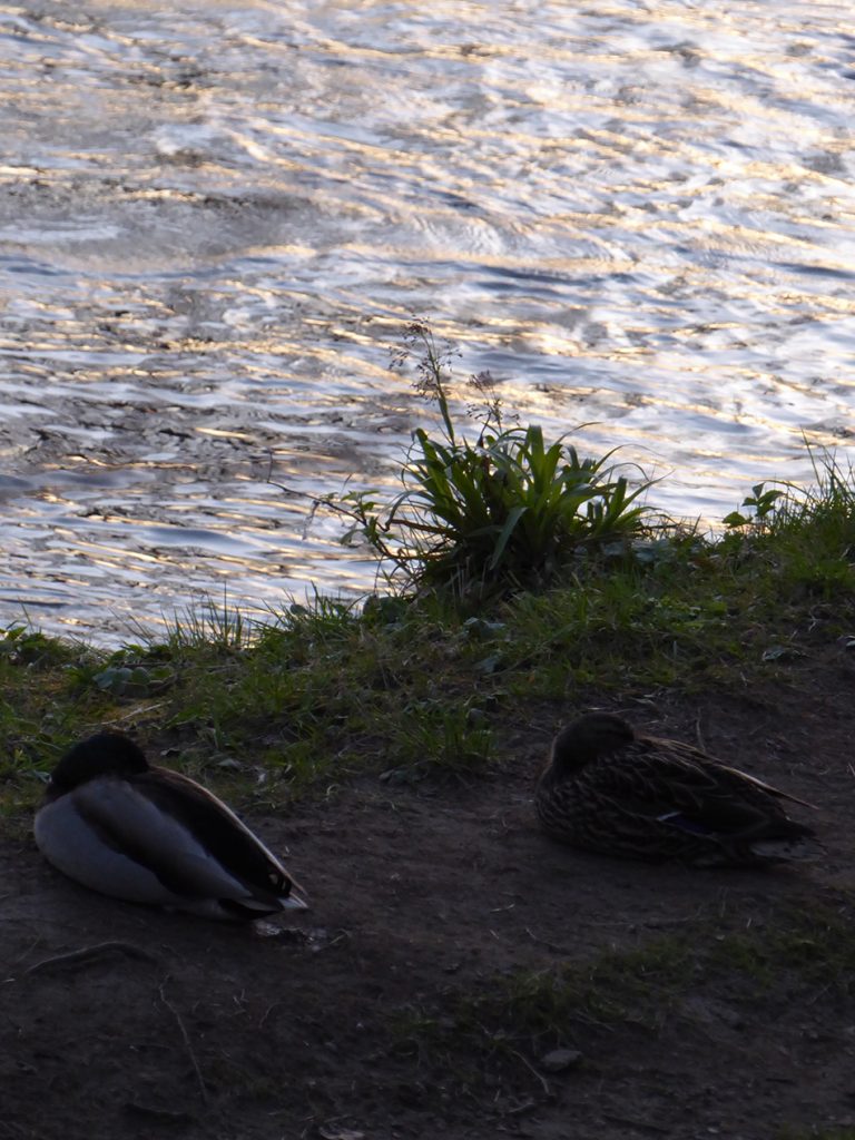 Sleepy ducks after a hard days paddling on The Don
