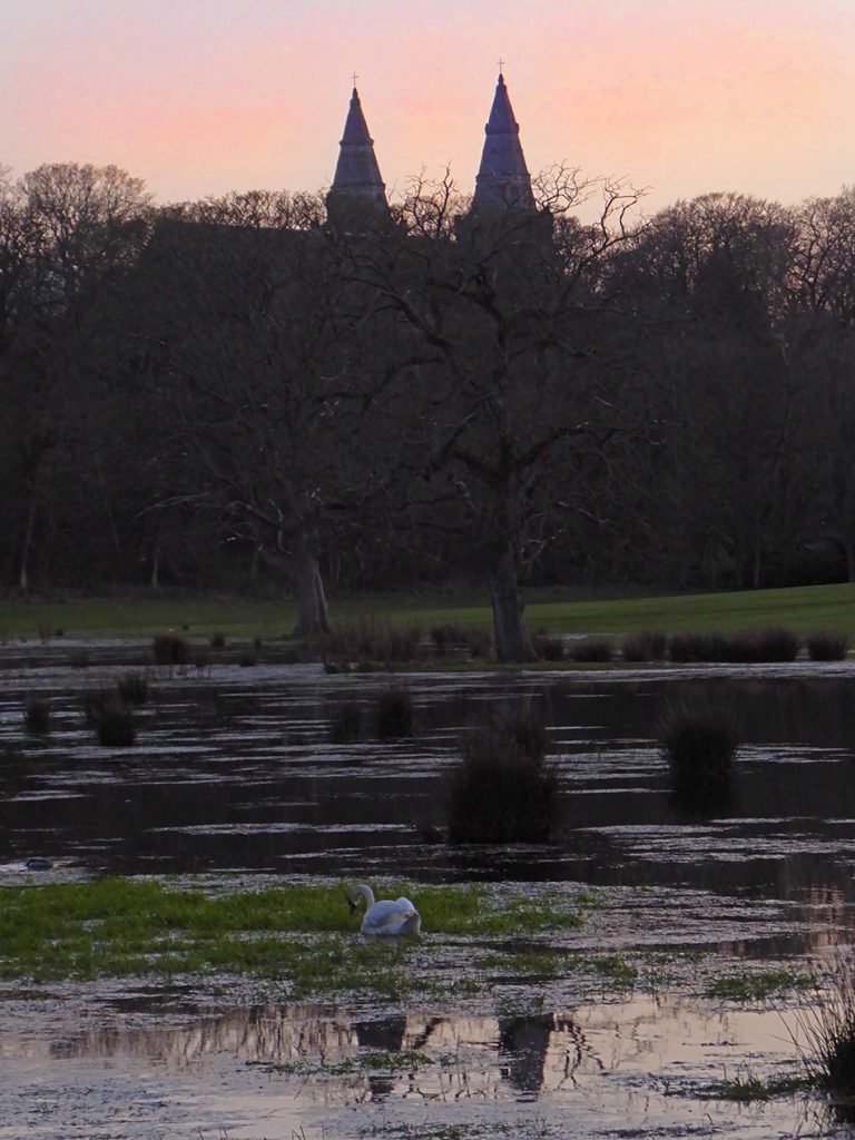 Sunset swan in Seaton park