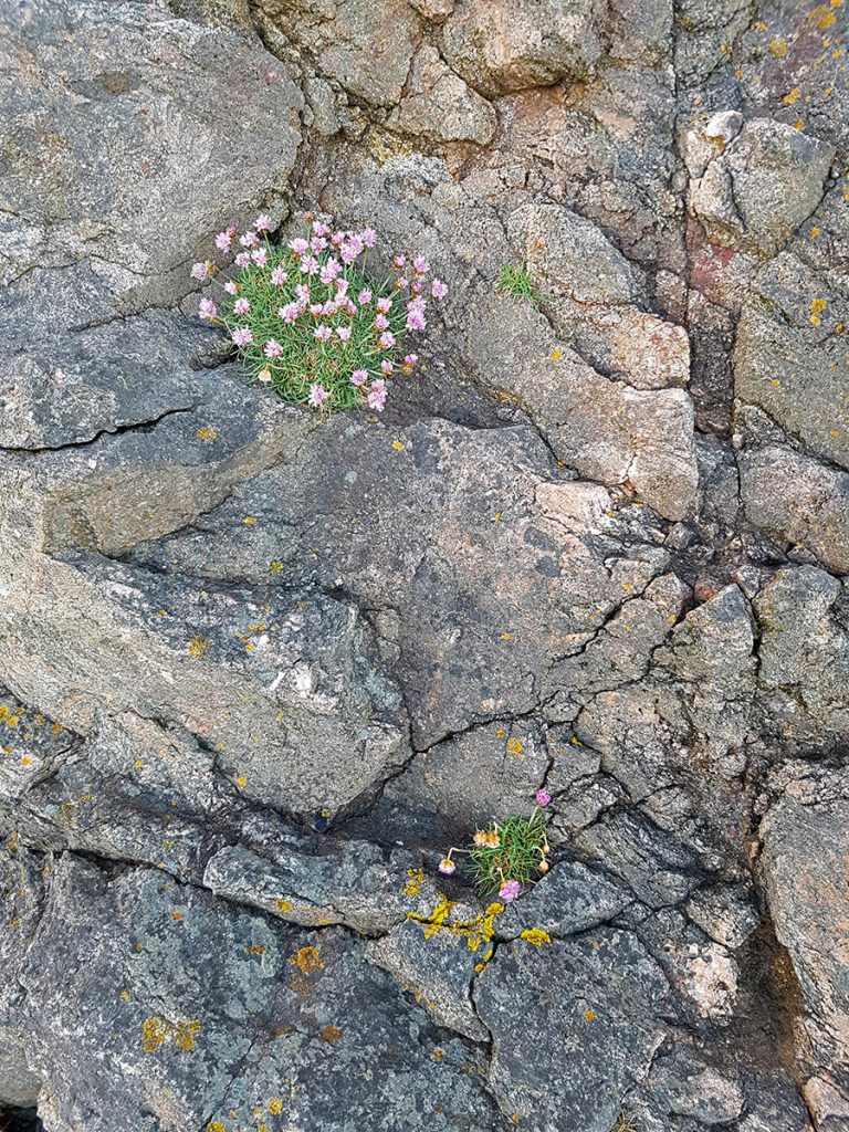 Thrift (armeria maritima)