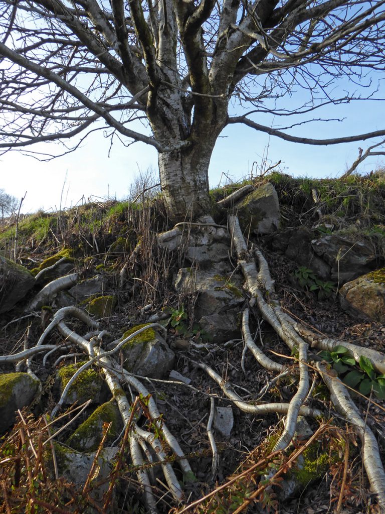 Rooty tree on Elrick Hill