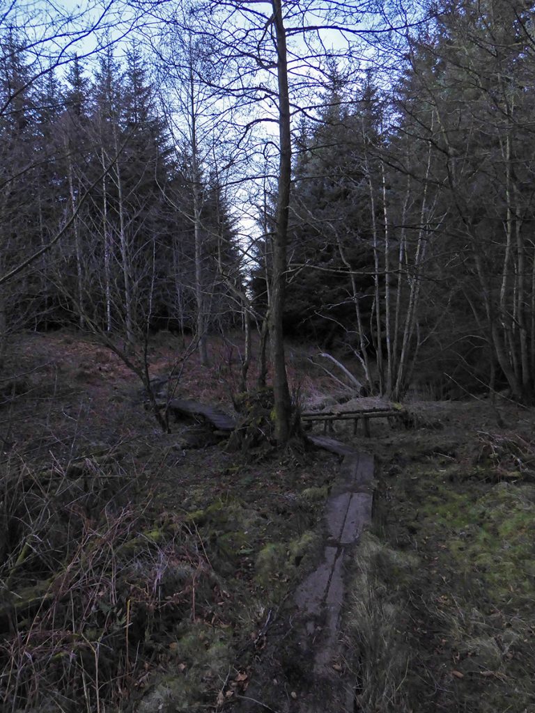 Unmarked trail West Wood